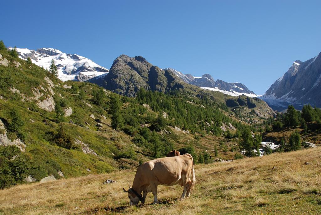 Alpenhotel Zur Wildi Lauchernalp Wiler Dış mekan fotoğraf